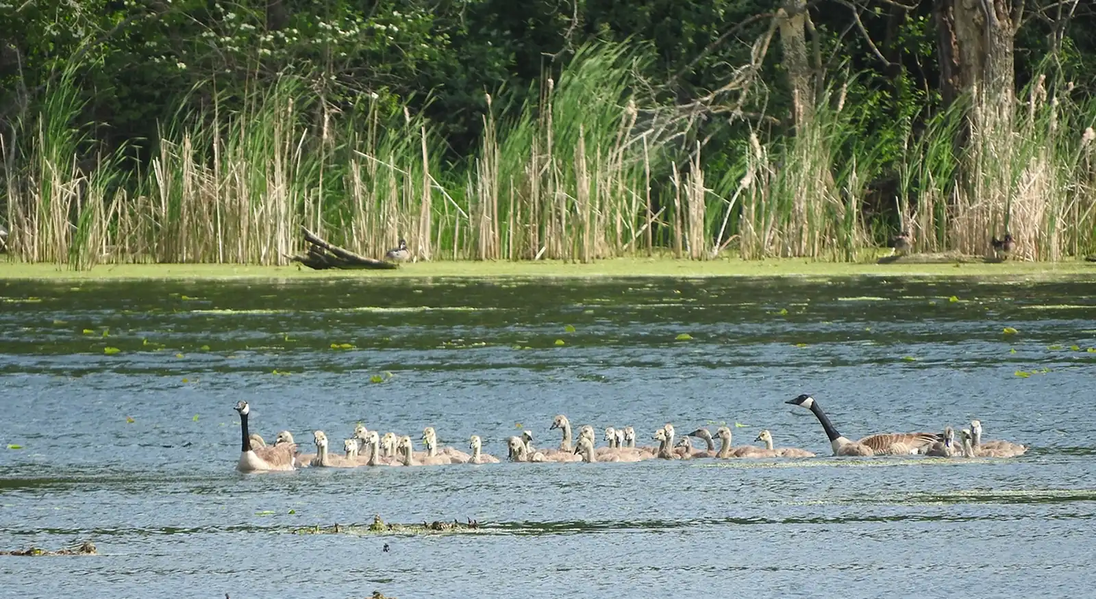 Geese swimming along a reedy shoreline
