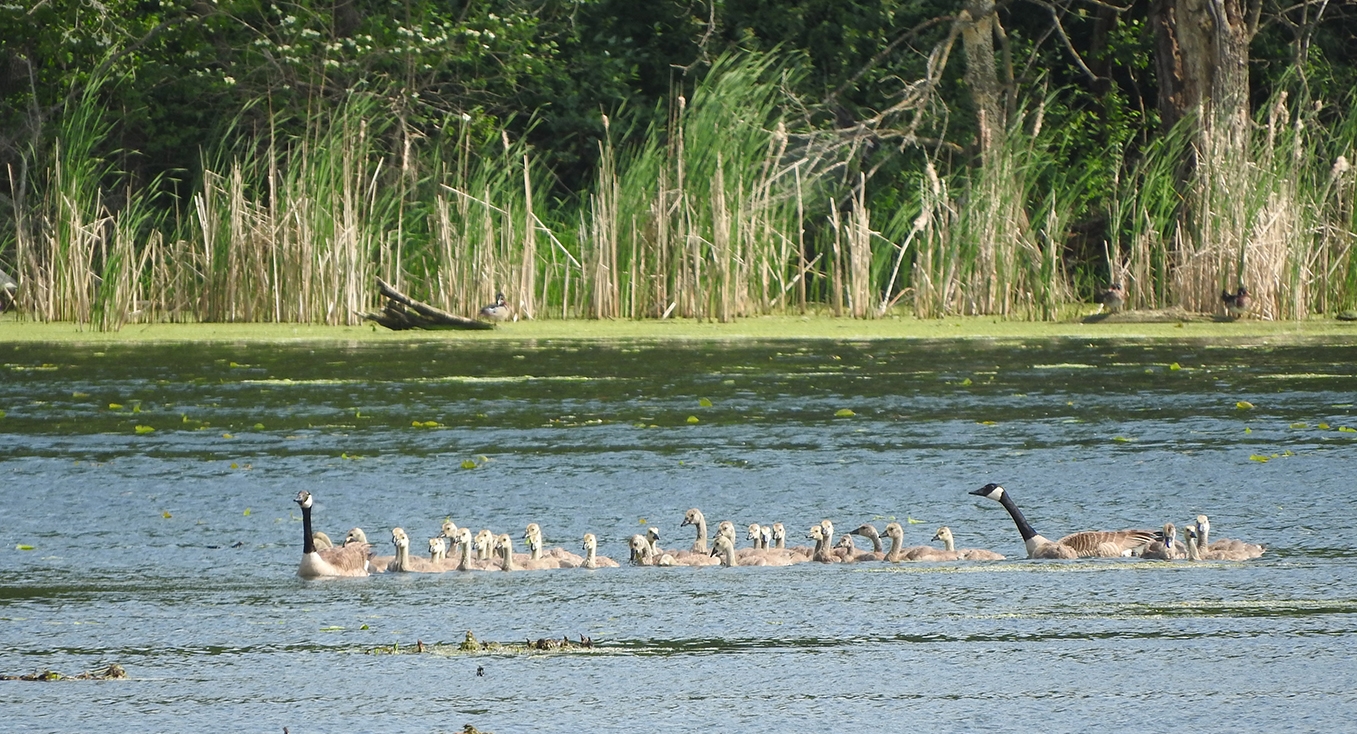 Home City of Elysian, MN